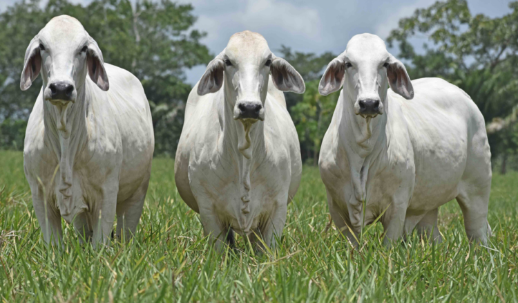 Gran Remate Semillas de La Vittoriana VI