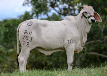 Las Alhajas del Guzerá VI