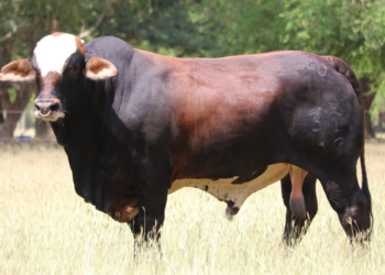 Ganadería Doña Juana