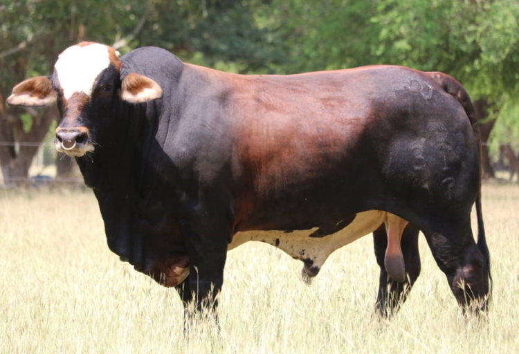 Ganadería Doña Juana
