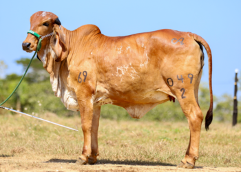 El Gyr de Alicante e Invitados