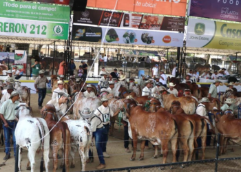 Expoterneros Montería 2024, una feria para hacer historia