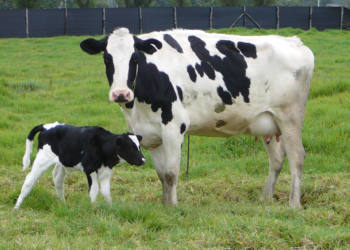 Coccidiosis