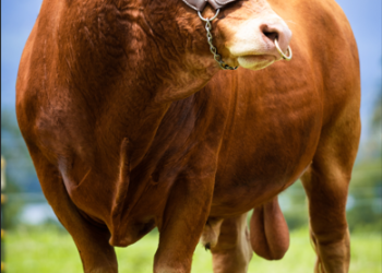 Casa Agropecuaria Andaquíes