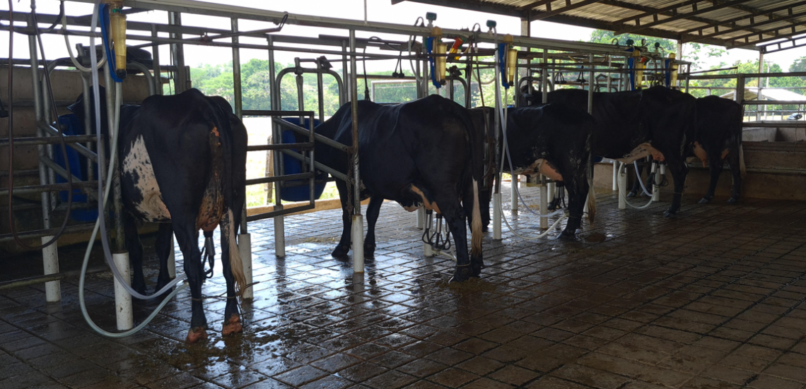 Ganadería San Santiago