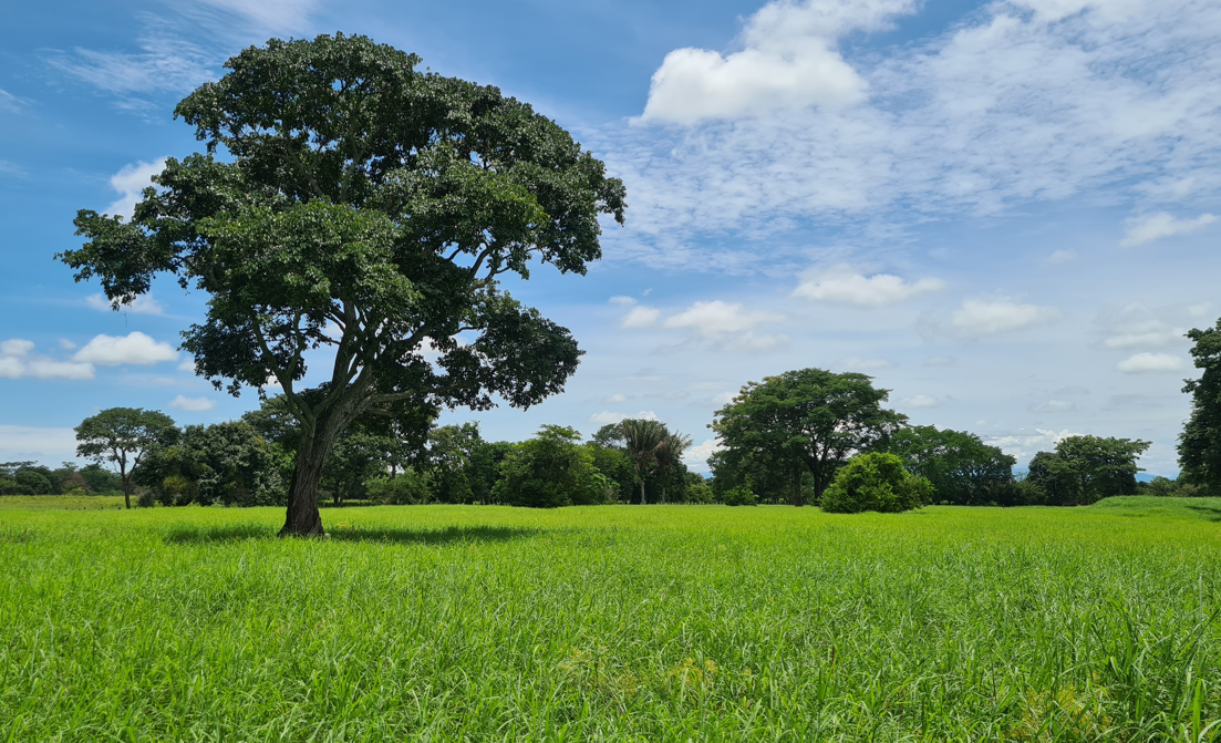 Ganadería San Santiago