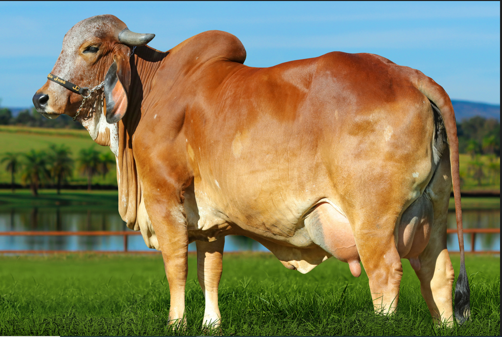 Ganadería San Santiago