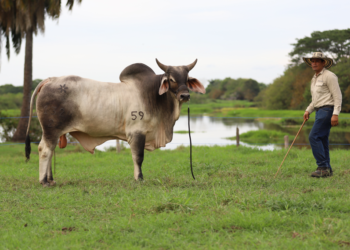 Genética superior de Ganadería Rio Grande