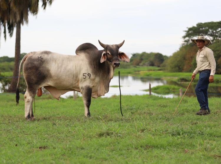 Genética superior de Ganadería Rio Grande