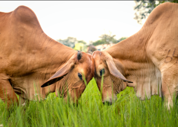 Ganadería Mis 3 Tesoros