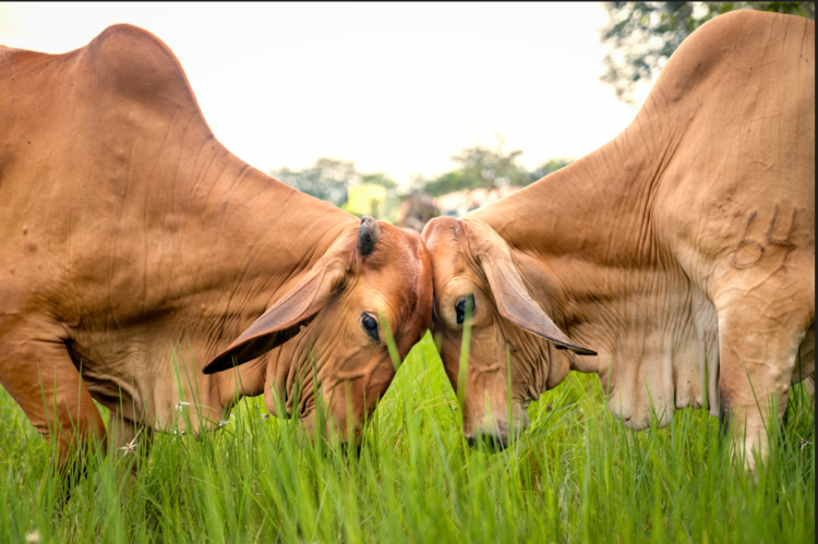 Ganadería Mis 3 Tesoros
