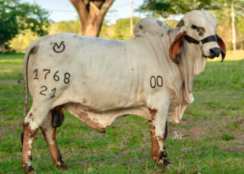 Ganadería Rio Grande llega nuevamente a Subastar San Pedro