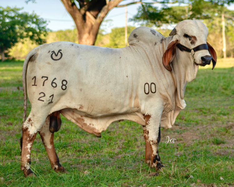 Ganadería Rio Grande llega nuevamente a Subastar San Pedro