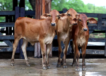 Remate Rio Grande Genética Superior