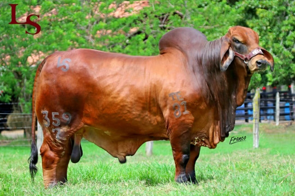 Ganadería El Caney