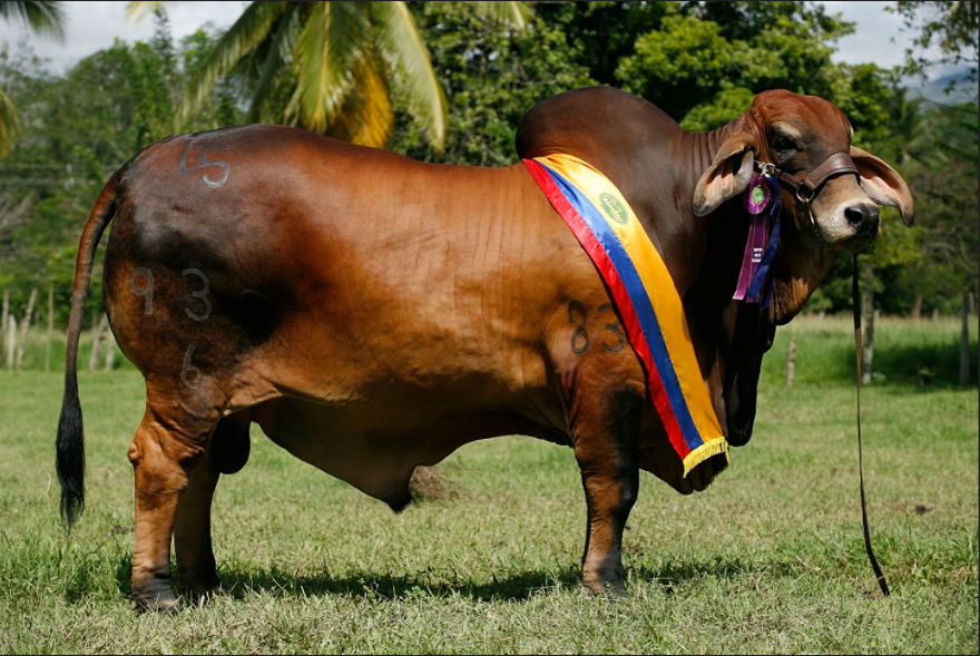 Ganadería El Caney