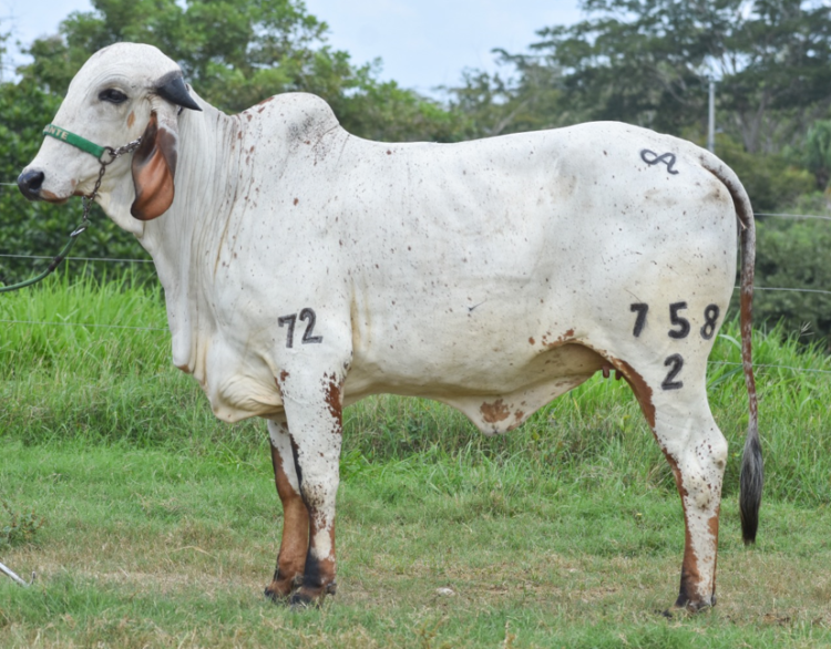 Remate El Gyr de Alicante IV