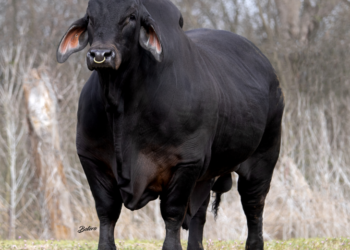 Agropecuaria Dos Señores