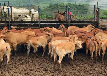 La distancia anogenital en protocolo estradiol/progesterona (e2/p4) de inseminación a tiempo fijo (IATF) en ganado Simmental