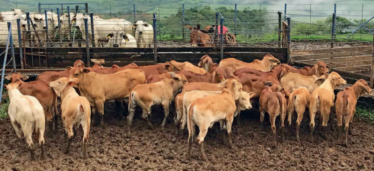 La distancia anogenital en protocolo estradiol/progesterona (e2/p4) de inseminación a tiempo fijo (IATF) en ganado Simmental
