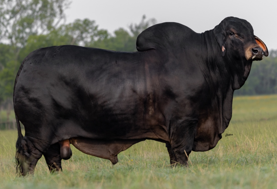 AGROPECUARIA DOS SEÑORES