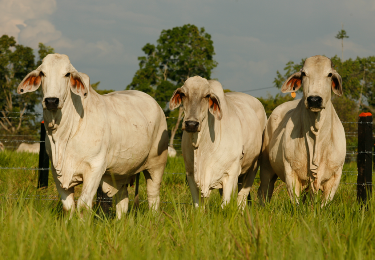 Energía, proteína y minerales para cebas más eficientes