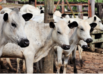 Leucosis Viral Bovina