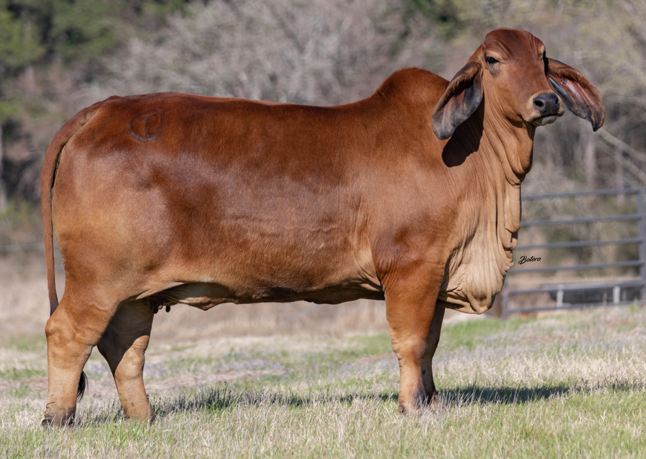 Agropecuaria Dos Señores