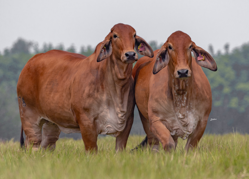 AGROPECUARIA DOS SEÑORES