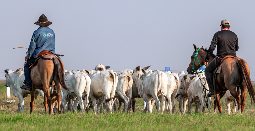 Genélite: un año de éxito