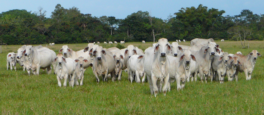 Genélite: un año de éxito
