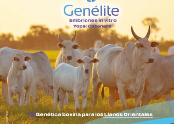 Genélite: un año de éxito