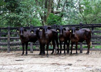 La genética superior de Rio Grande llega a Subastar, Puerto López