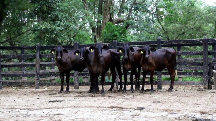 La genética superior de Rio Grande llega a Subastar, Puerto López