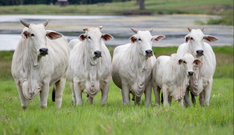 REALWOOD: Invertir en Nelore Élite, es invertir en evolución