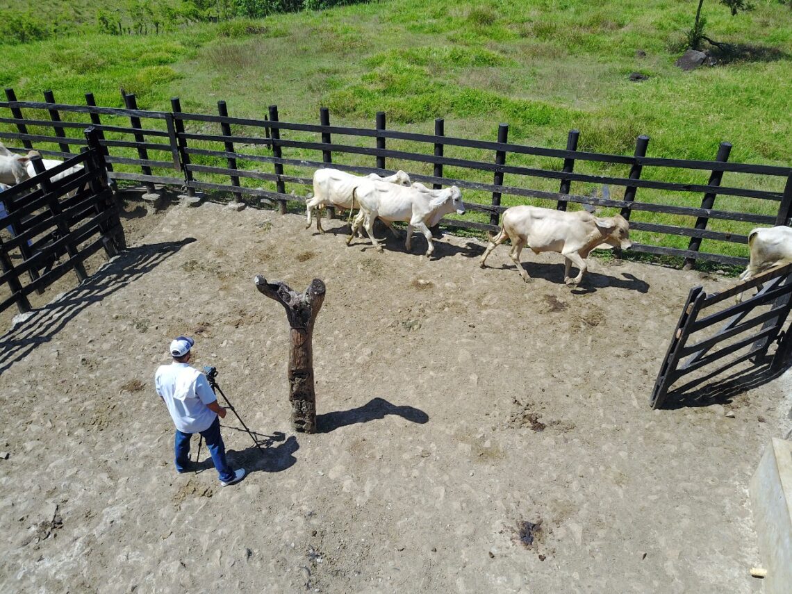 Subastanet: del martillo al clic