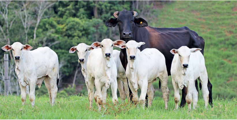 Sincronize 45 cría + toro