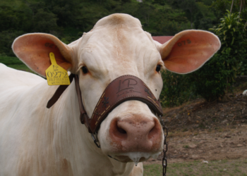 Hacienda La Primavera
