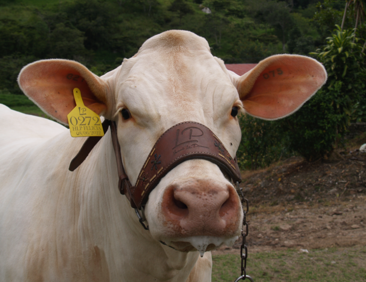Hacienda La Primavera