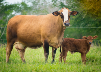 Ganadería Doña Juana