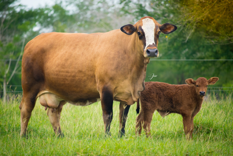 Ganadería Doña Juana