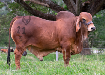 Ganadería Alfonso Ramírez 24K