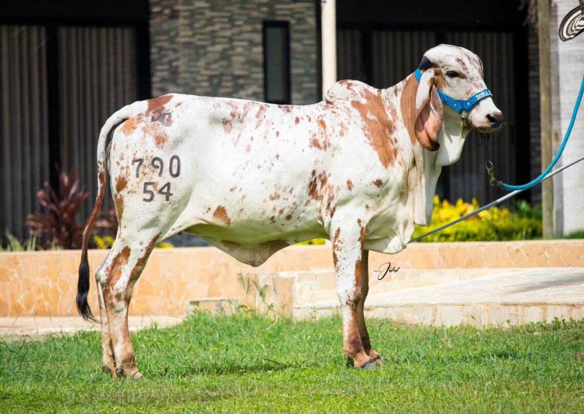 Remate camino a nuestra esencia