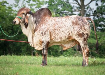 Remate camino a nuestra esencia