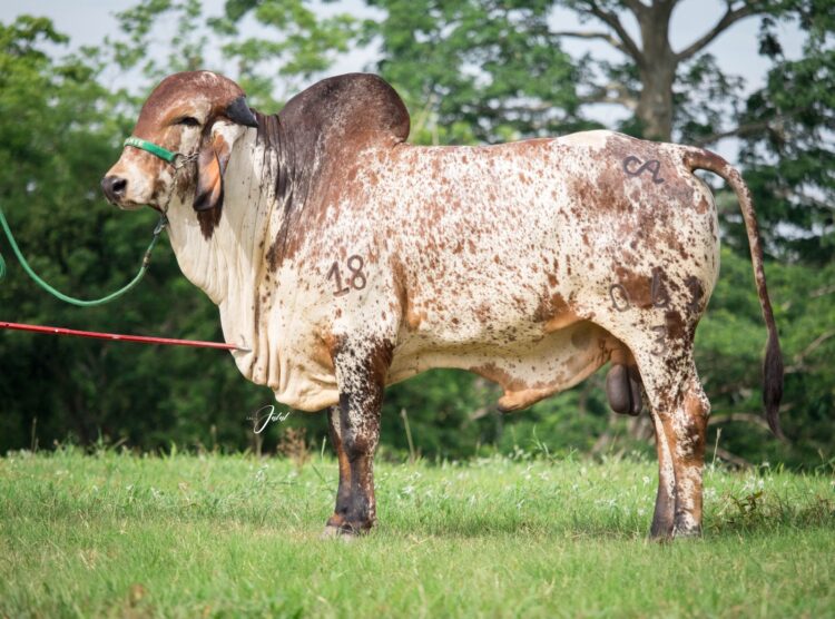 Remate camino a nuestra esencia