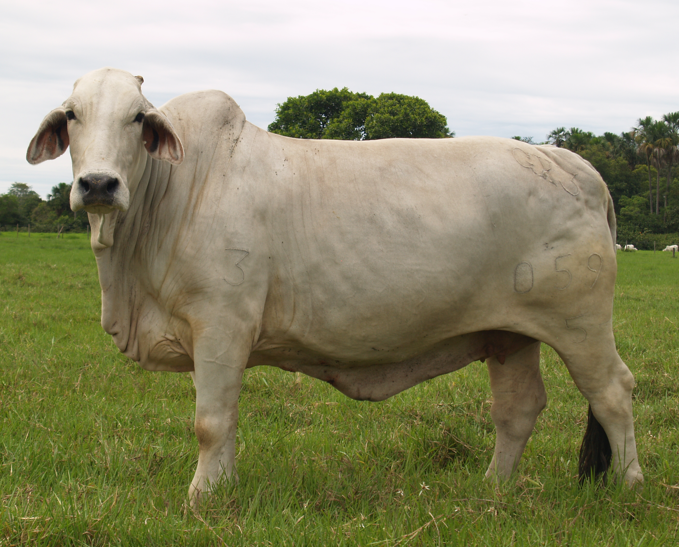 Hacienda Bruselas GX7