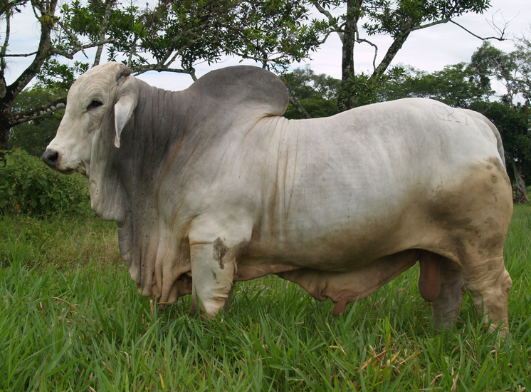 Hacienda Bruselas GX7