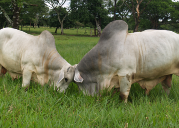 Hacienda Bruselas GX7