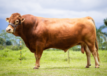 La raza Wagyu en Colombia