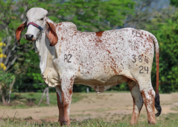 Vuelve el Remate Reserva Especial El Empedrado IV